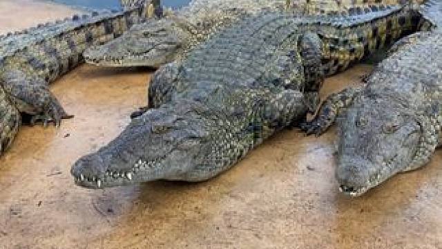 鳄鱼的魅力在皮带上就能体现！ #鳄鱼 #鳄珍 #皮带