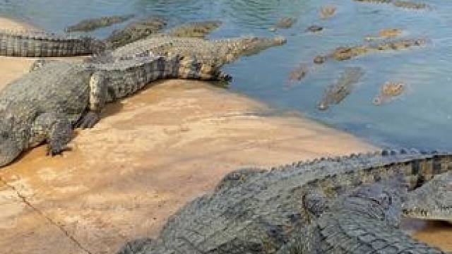 有人喜欢鳄鱼皮带的纹路，有人喜欢鳄鱼所带的品质，你喜欢什么！ #鳄鱼 #鳄珍 #皮带