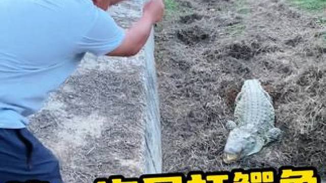 它蛋都没下完 #鳄鱼养殖场 #鳄鱼 #鳄珍