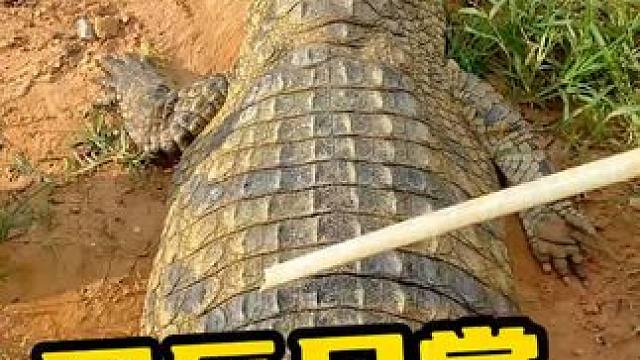 原来鳄鱼也会怕痒啊 #鳄鱼养殖场 #鳄鱼 #鳄珍