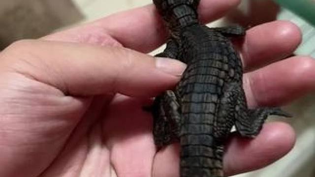 黑皮条 我不说是鳄鱼，估计都认不出来吧#小鳄鱼苗