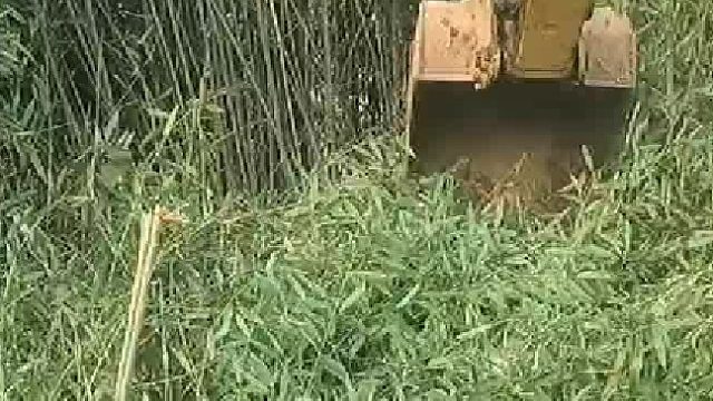 鱼塘放完水抓完之后，我们开始筑堤坝。