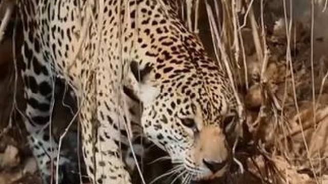 猫吃鱼 #国外视频分享 #野生动物零距离 #弱肉强食的动物世界