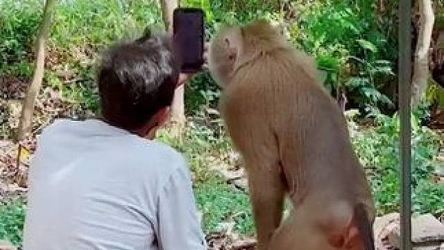 打工猴玩手机刷视频 #国外视频分享 #猴子成精 #打工猴