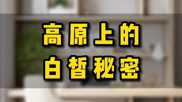高原上的白皙秘密