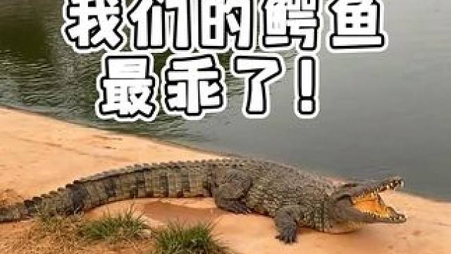我们的鳄鱼很乖的！ #鳄鱼 #鳄珍 #农村生活