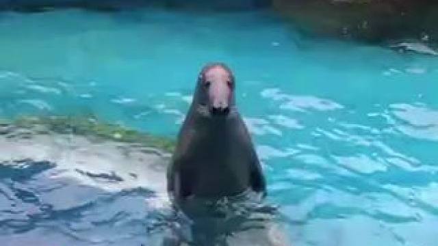 大…大家好，我新报道的海…海豹，还请各位多多关照（搓手手）