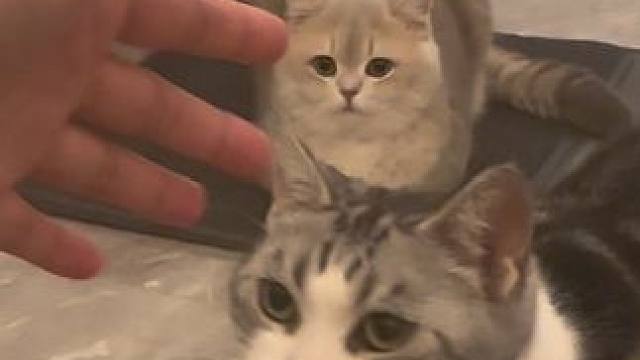 像小猫一样 躺在地毯上 会暂时快乐一下#小猫日记