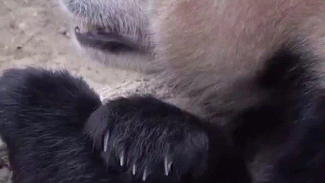 福宝好久没看到爷爷了，以为爷爷不要它了，急得到处找爷爷饭也不吃，当看到爷爷那一瞬间疯狂的奔向爷爷~