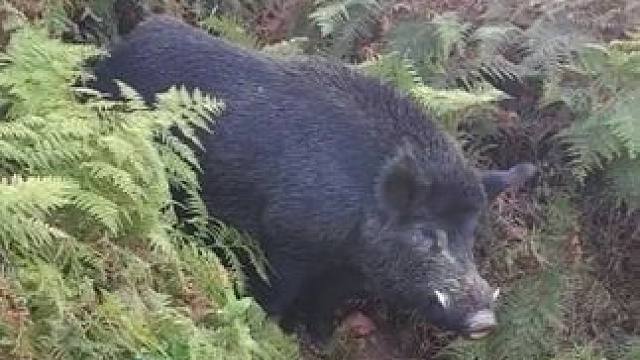 野猪脾气都这么好了吗 #国外视频分享 #野生动物零距离 #专业操作请