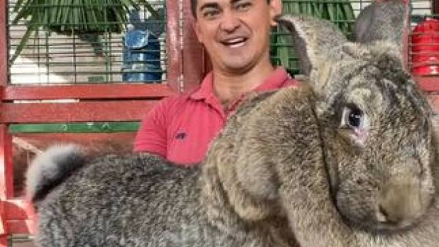 兔之大一锅炖不下 #国外视频分享 #奇妙的动物 #宠物