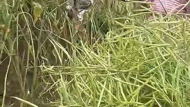 多精巧的鸟窝，人都做不到