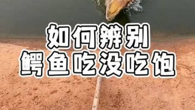 如何判断鳄鱼吃没吃饱！ #鳄鱼 #鳄珍 #皮带