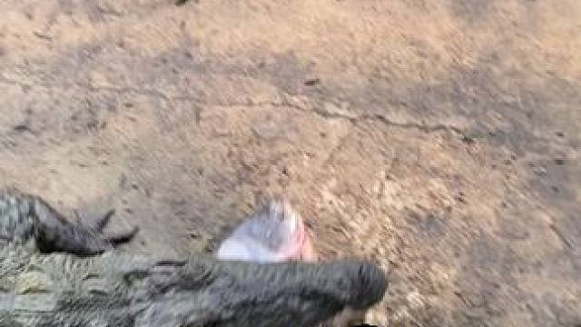 嘴里叼着快肉，其他鳄鱼都虎视眈眈 #鳄鱼养殖场 #鳄鱼 #鳄珍