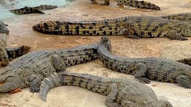 二师兄过流沙河被鳄鱼咬了 #鳄鱼养殖场 #鳄鱼 #鳄珍