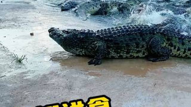 被咬到就哦嚯咯 #鳄鱼养殖场 #鳄鱼 #鳄珍