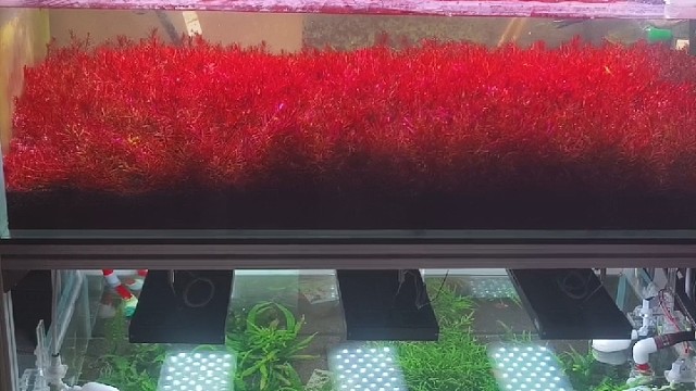 草缸切记修剪完水草以后要换水