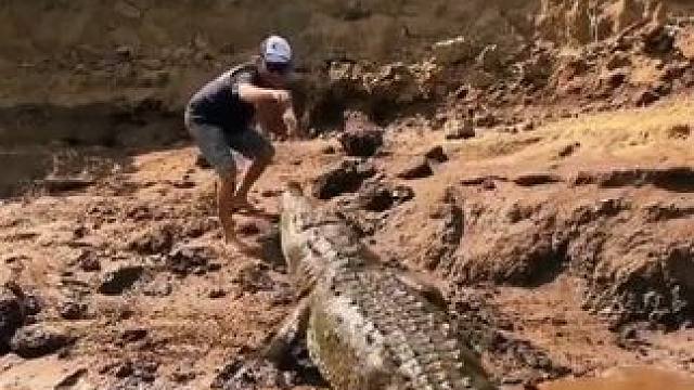 喂鳄鱼 #国外视频分享 #野生动物零距离 #专业操作请勿模仿