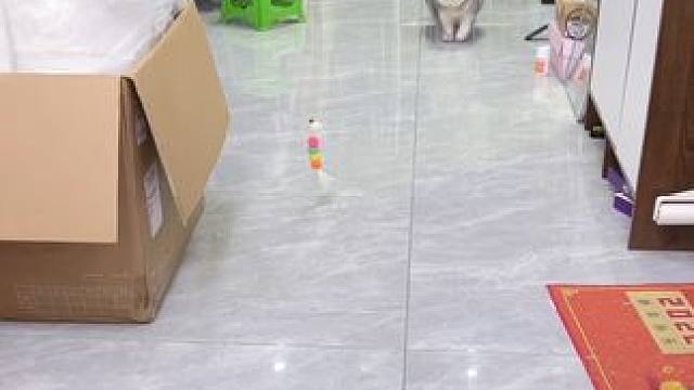 今天煮了虾给蛋蛋2只 #记录猫咪日常 #它真的好像个小宝宝