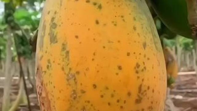 #优质农产品 #木瓜 #美食 #水果 #新鲜采摘 会流奶的红心牛奶木瓜，你们吃过吗?
