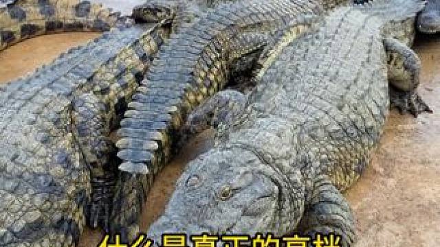 上身的皮带，象征着你的品位和内心精神！ #鳄鱼 #鳄珍 #农村生活