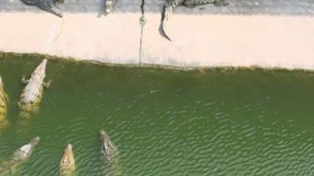 肚皮，皮带的顶配了！ #鳄鱼 #鳄珍 #皮带