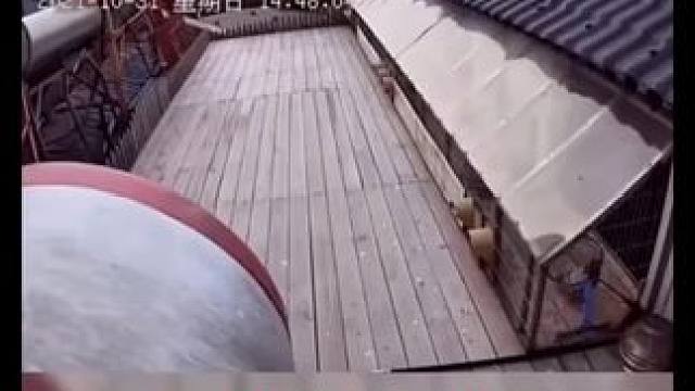 赛鸽精神☞不死必归