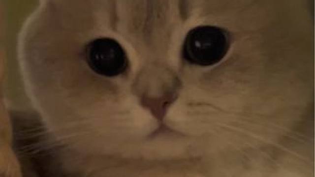 肖胖就是那种情绪最稳定的小猫啦#小猫日记 #红山动物园 #有生气不生气