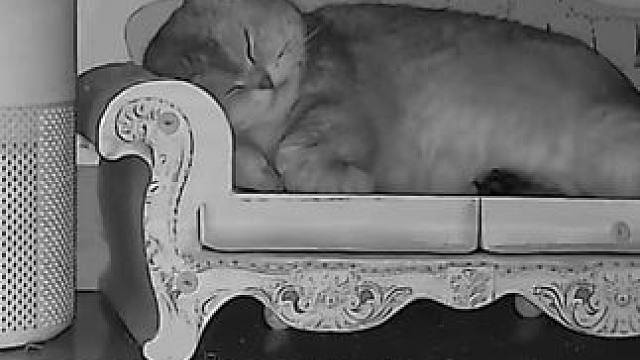 好想知道猫它有烦恼吗 