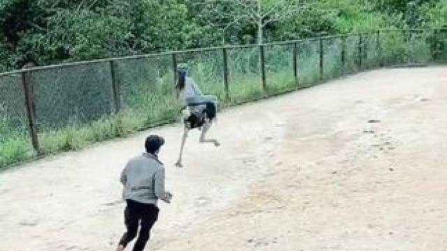 骑个鸟 #国外视频分享 #奇妙的动物 #鸵鸟