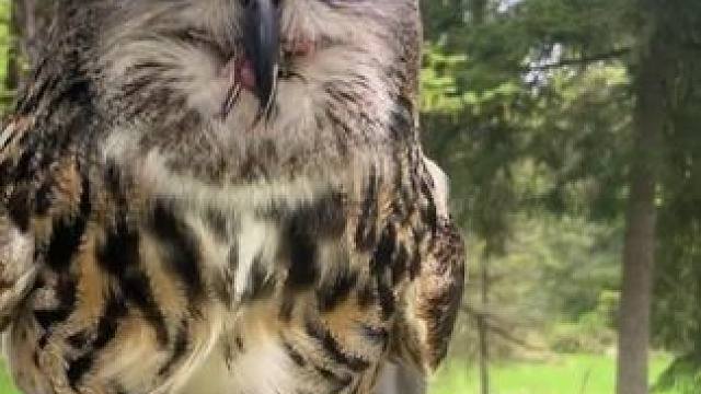 国外老哥的宠物雕鸮 #国外视频分享 #奇妙的动物 #宠物