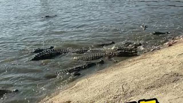 鳄鱼：你瞅啥？ #鳄鱼养殖场 #鳄鱼 #鳄珍