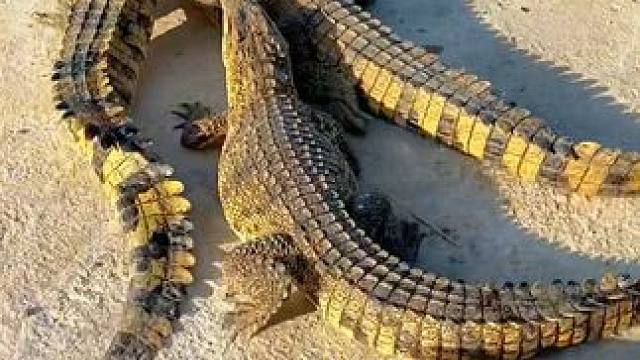 鳄鱼：是不是有病啊这人 #鳄鱼 #鳄鱼养殖场 #鳄珍