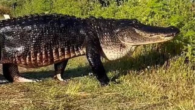 #鳄鱼 #野生动物零距离 #人与自然和谐共处 #鳄鱼来了 #做自己是我的信仰