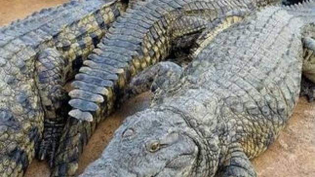 男人三宝，皮带不能少！ #鳄鱼 #鳄珍 #皮带