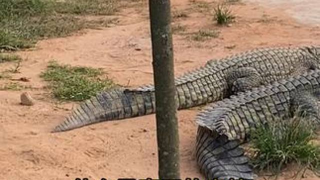 夕阳下你的皮带更显光辉！ #鳄鱼 #鳄珍 #皮带