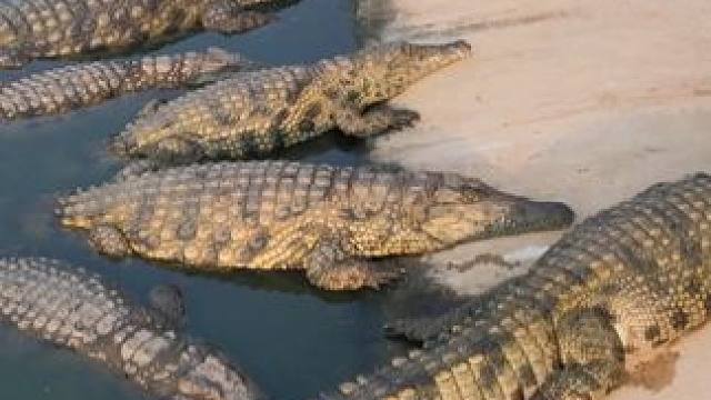 鳄鱼肚皮，皮带中的战斗机！ #鳄鱼 #鳄珍 #皮带