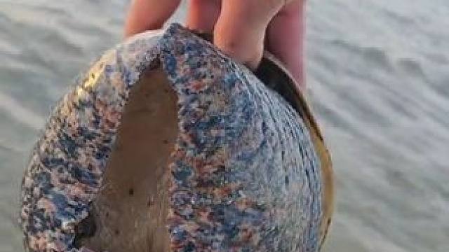 赶海收获一只大涡螺 #国外视频分享 #海洋生物 #赶海