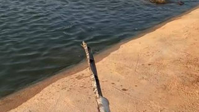 鳄鱼：跳起来给你一嘴巴 #鳄鱼养殖场 #鳄鱼 #鳄珍