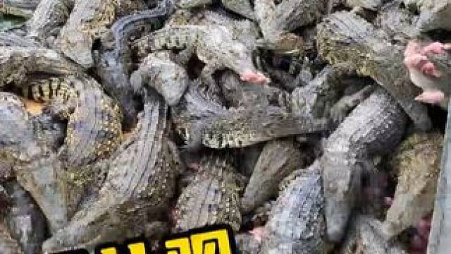 你们见过那么壮观的场景吗 #鳄鱼养殖场 #鳄鱼 #鳄珍