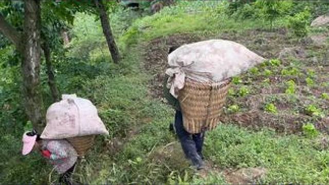 终于把麦子割完了，第1次深深感到爸妈的不容易，农民太辛苦了！ #杨美丽流浪记 #农村生活 #割麦子 