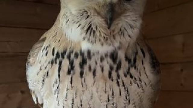 漂亮的雕鸮 #国外视频分享 #奇妙的动物 #宠物