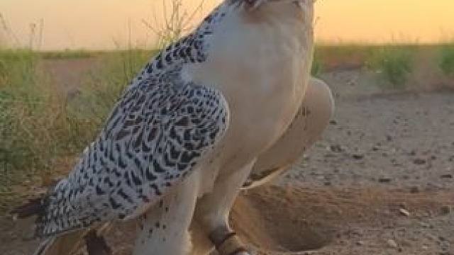 阿拉伯土豪的海东青 #国外视频分享 #奇妙的动物 #海东青