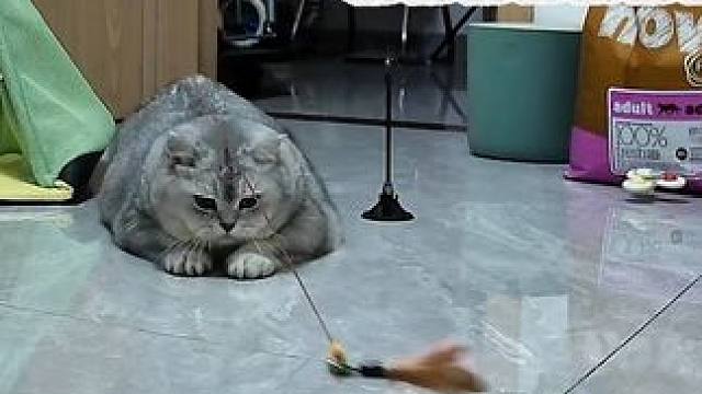 今晚邻居的猫一直在叫，叫好大声啊，不知道怎么了 