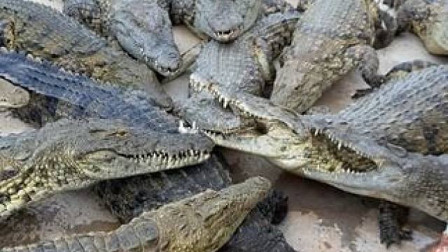 你们不要在打啦 #鳄鱼养殖场 #鳄鱼 #鳄珍