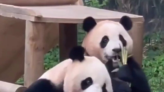 福宝是爱宝最爱的那个孩子，福宝走后，最难过的莫过于生它养它教它的妈咪~