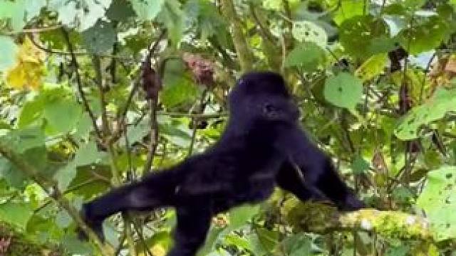 #国外视频分享 #野生动物零距离 #银背大猩猩