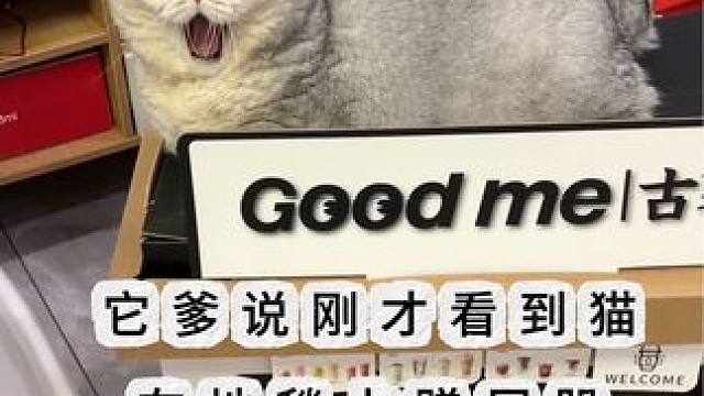 你们的猫会跟蛋蛋一样突然蹭屁股吗 #记录猫咪日常 #我和我的猫