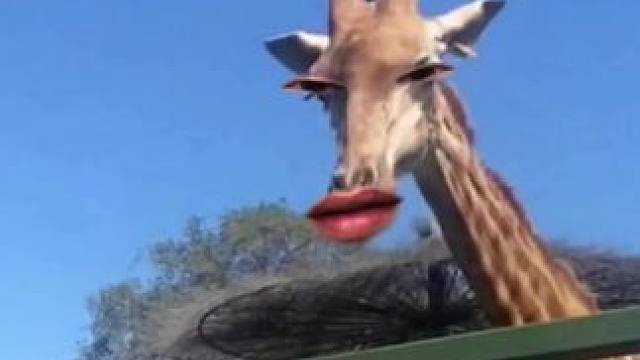 #每日一笑 #动物的迷惑行为 #动物成精系列 #人与动物和谐共处