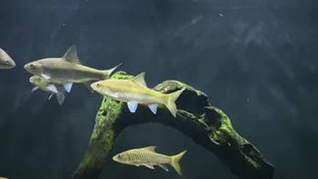 炸水应该是鱼友最喜欢的状态吧？#蓝吉罗 #吉罗鱼 #吉罗 #观赏鱼 #水族